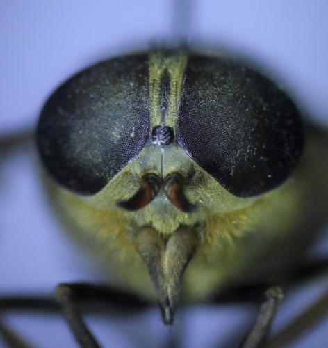 Hybomitra distinguenda